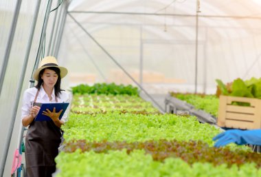 Standart hidroponik tarıma ulaşmak için organik sebzelerin kalitesini inceleyen araştırmacı