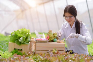 Organik hidroponik çiftliğindeki bitki ve bitkiler üzerinde çalışan biyokimyacı