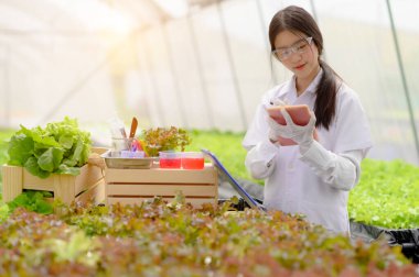 Organik hidroponik çiftliğindeki bitki ve bitkiler üzerinde çalışan biyokimyacı