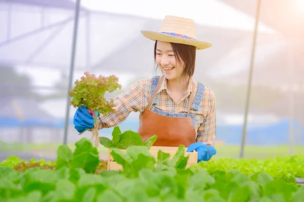 Молодая Женщина Заботится Свежих Овощей Органические Корзине Стиле Дерева Подготовить — стоковое фото