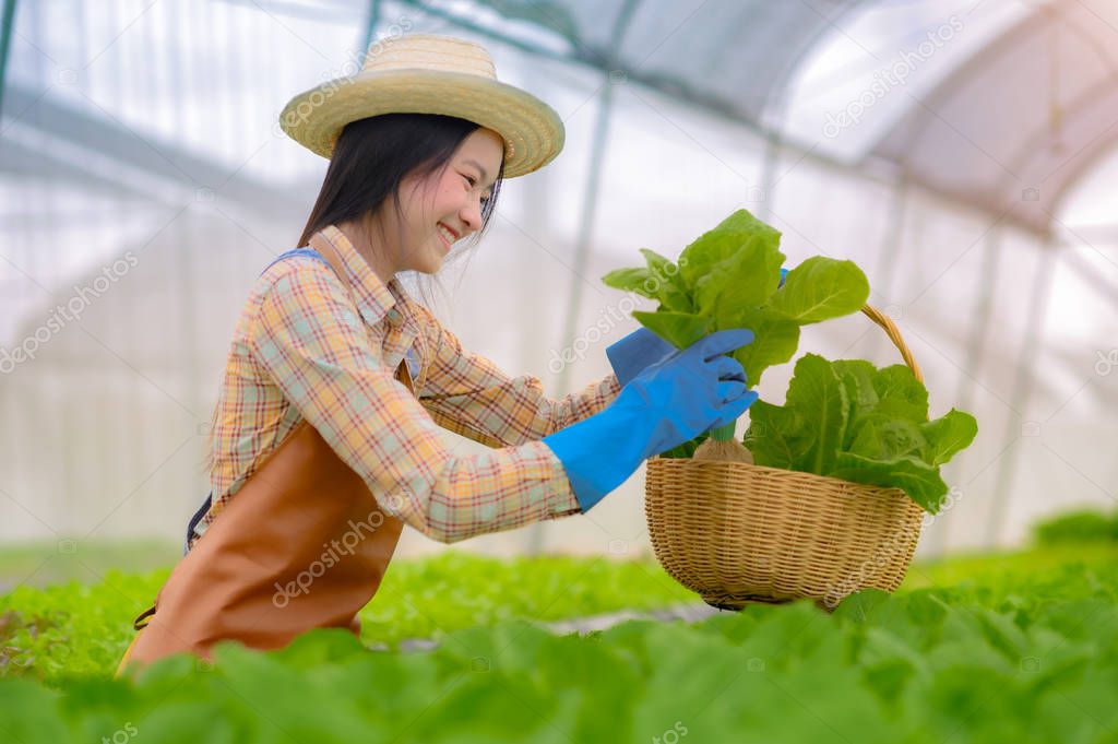 Young woman in takes care of Fresh vegetable Organic in wood style basket prepare serving harvest by a cute pretty girl in hydroponic farm, greenhouse