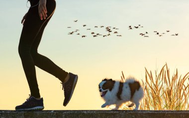 Mutlu köpek yavrularının kadın sahiplerinin bacakları. Sabah sabah sabah spor yapıyorlar. 