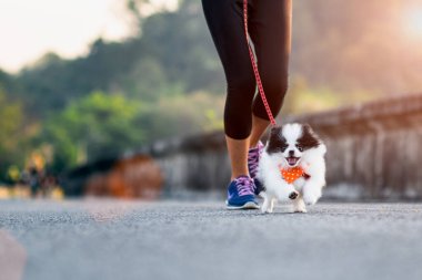 puppy dog running exercise on the road park with girl owner together, training jog together morning 