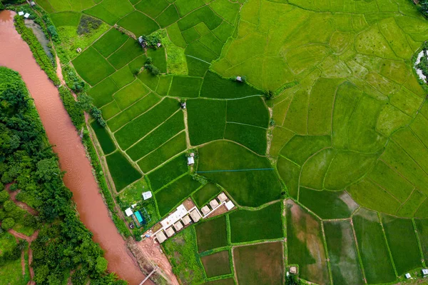 Letecký Pohled Shora Rýžové Zelené Pole Zemědělství Podél Řeky Venkově — Stock fotografie