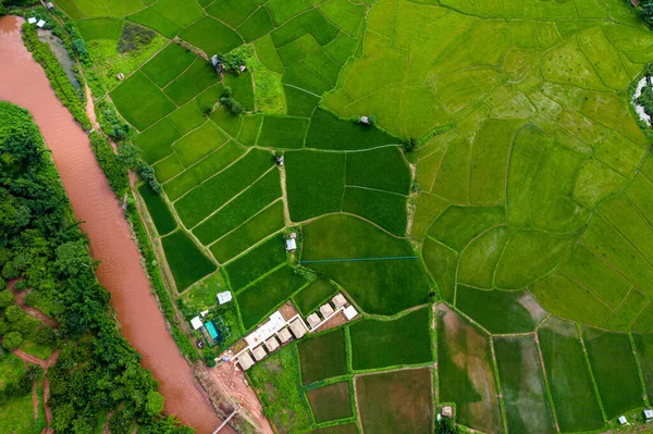 Vista Aérea Campo Verde Arroz Agricultura Largo Del Río Campo —  Fotos de Stock