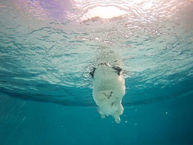 Yüzme havuzunda köpek yavrusunun su altında çekilmiş fotoğrafı. Eğlencelidir, eğitir, güvenlik durumuna karşı yüzer, köpeğe yüzmeyi öğretir.