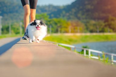 Mutlu köpek yavrusu egzersizi Sabah ışığında sokak zemininde birlikte koşarken