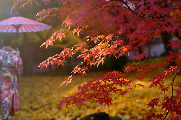 Ginkgo Baum Zweig Garten Park Mit Morgenlicht Und Frau Traditioneller — Stockfoto