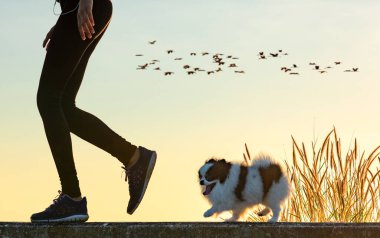 Mutlu köpek yavrularının kadın sahiplerinin bacakları. Sabah sabah sabah spor yapıyorlar. 