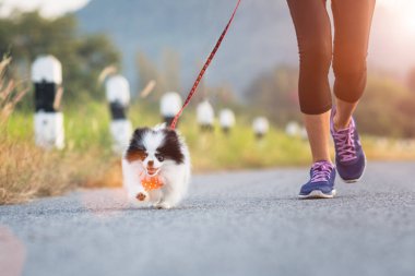 puppy dog running exercise on the road park with girl owner together, training jog together morning 