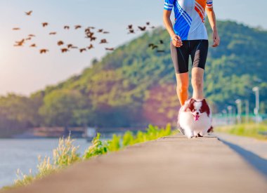 Mutlu köpek yavrusu egzersizi Sabah ışığında sokak zemininde birlikte koşarken