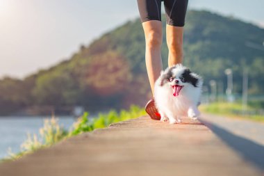 Koşu ayakkabısı yürüyüşü. Yavru bir köpeğin peşinden koşmak. Küçük bir köpeğin kaçması.
