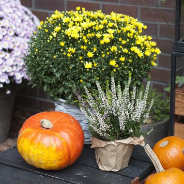 kır evinde düşmek.