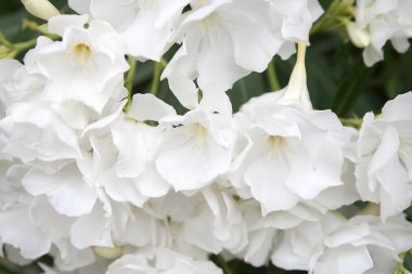 Beyaz zakkum çiçekleri