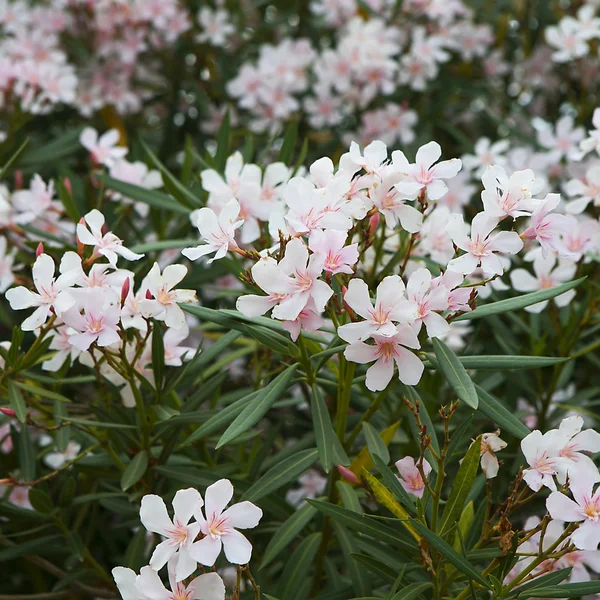 Flores de oleandro branco — Fotografia de Stock