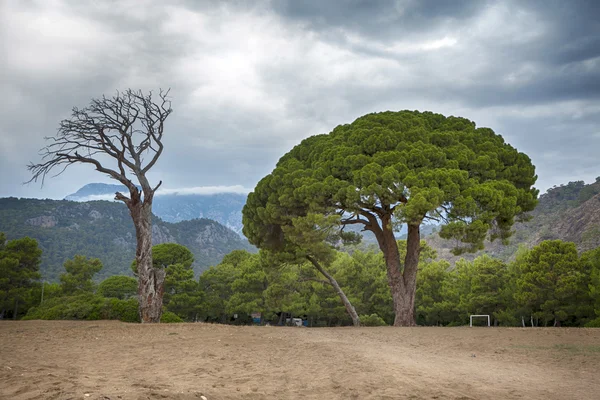 Vista circular con pinos — Foto de Stock