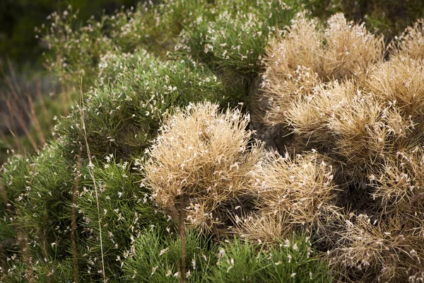 Gedroogde pine op een achtergrond van levende pine bomen in het bos in de buurt van — Stockfoto