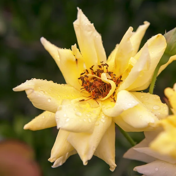 Yellow rose after rain, yellow rose with drops of rain — Stock Photo, Image