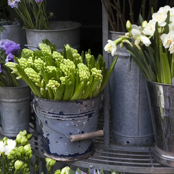 Impianto di giacinto circondato da fiori diversi in deposito di fiore. Focus selettivo — Foto Stock