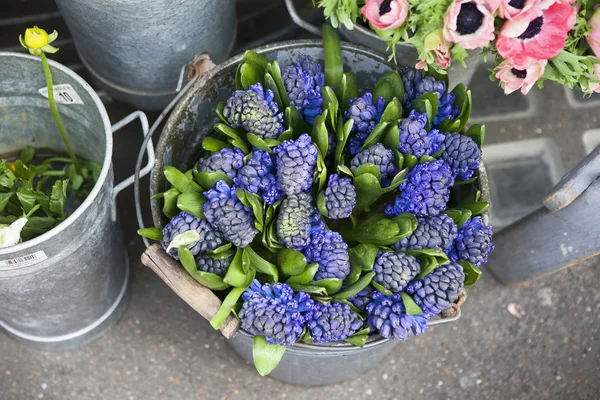 Hyacint plant omringd door verschillende bloemen in de winkel van de bloem. — Stockfoto