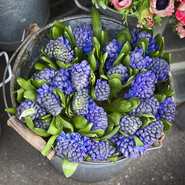 Hyacinth plant surrounded by different flowers in flower store. — Stock Photo, Image