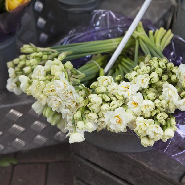 White terry daffodils in the aluminum basins — Stock Photo, Image