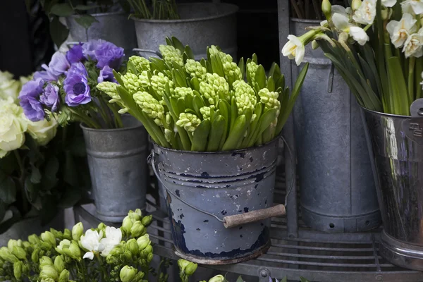 Planta de jacinto rodeado de diferentes flores en la tienda de flores. Enfoque selectivo — Foto de Stock