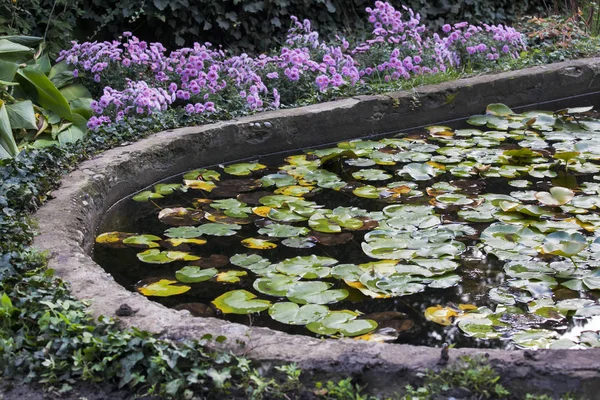 Small pool with water lilies, surrounded by daisies, in a botanical garden in Tbilisi — Stock Photo, Image