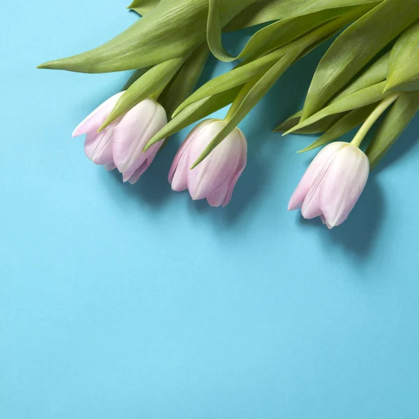 Rosa Tulpen Blumen Anordnung auf blauem Hintergrund — Stockfoto