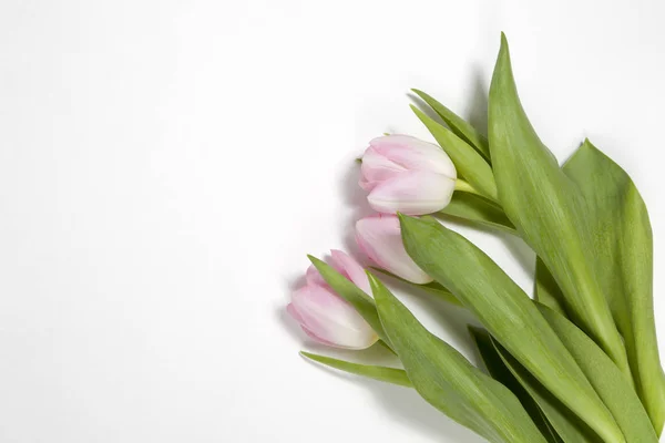 Rosa Tulpe auf weißem Hintergrund für besondere Okasion — Stockfoto