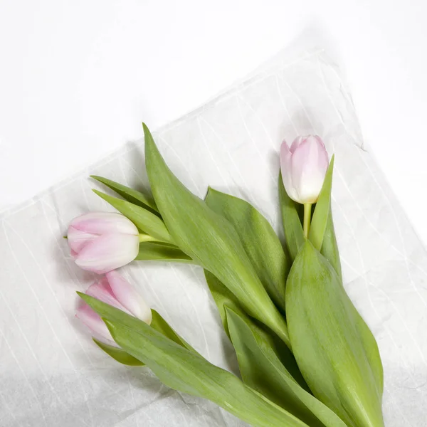 Tulipano rosa su sfondo bianco per un'ocasione speciale — Foto Stock