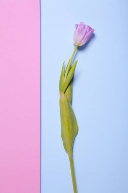 Dekoratif çalışma. Mavi ve pembe bir arka plan üzerinde Pembe Lale.