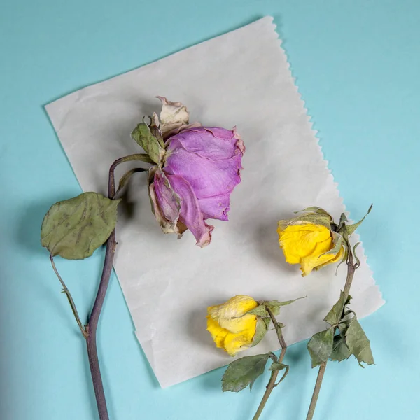 Púrpura y amarillo rosas secas es en servilleta blanca en fondo azul — Foto de Stock