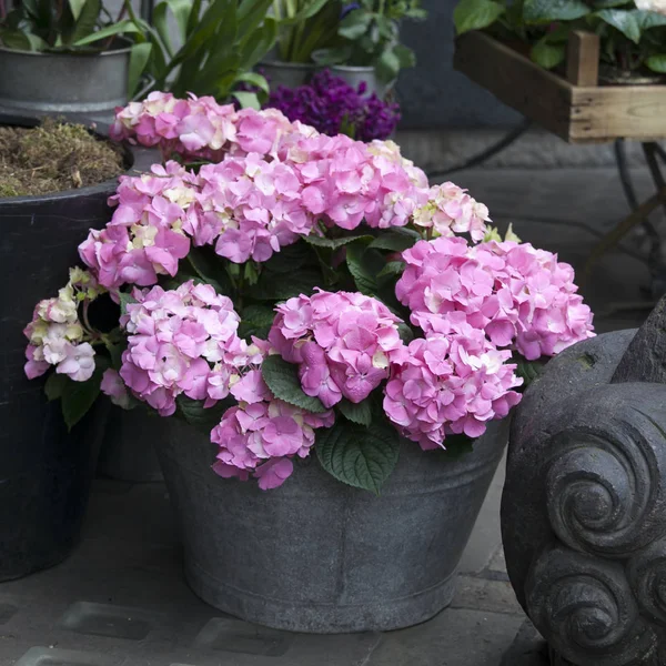 Um ramo de flores rosa hortensia em um vaso decorativo — Fotografia de Stock