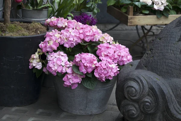 A bunch of hortensia pink flowers in a decorative vase — Stock Photo, Image