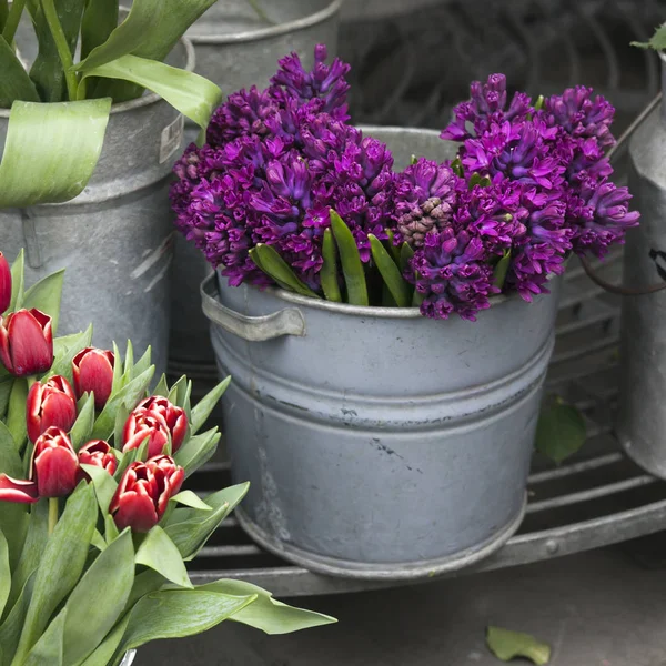 Bucket of purple hyacinths stands on the sidewalk near the store — Stock Photo, Image