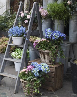 Çiçekçi dükkanı yakınındaki Satılık merdivenlerde mavi muscari