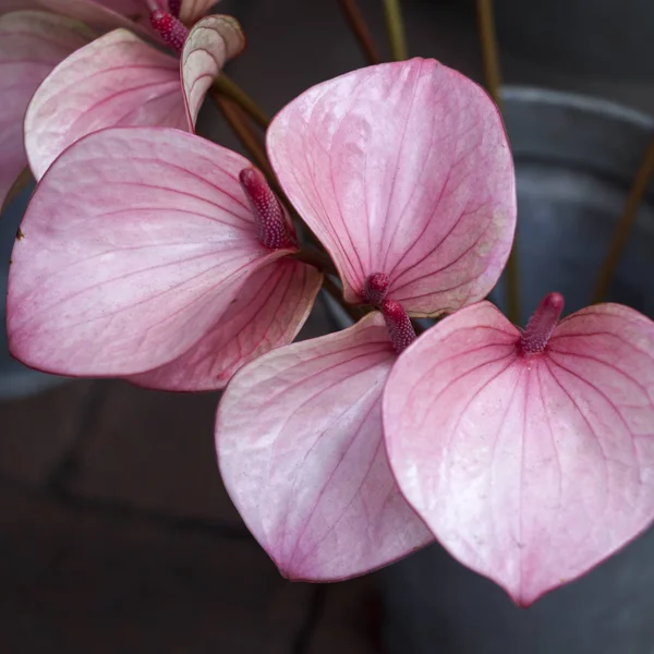 O Anthurium ou Flamingo Flower. Vista superior — Fotografia de Stock