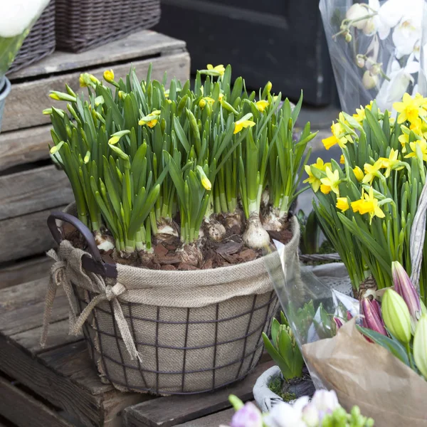 Daffodils em uma cesta de vime — Fotografia de Stock