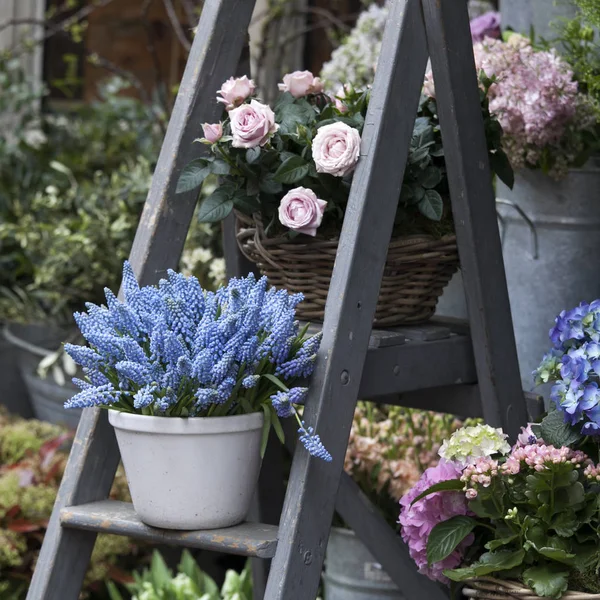 Kék muscari a lépcsőn a virágbolt közelében eladó — Stock Fotó