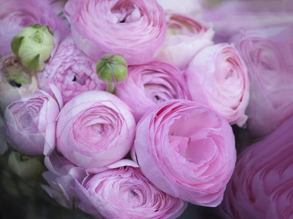 The Bouquet of pink Ranunculaceae for sale — Stock Photo, Image