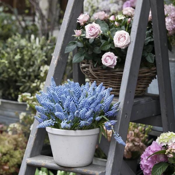 Kék muscari a lépcsőn a virágbolt közelében eladó — Stock Fotó