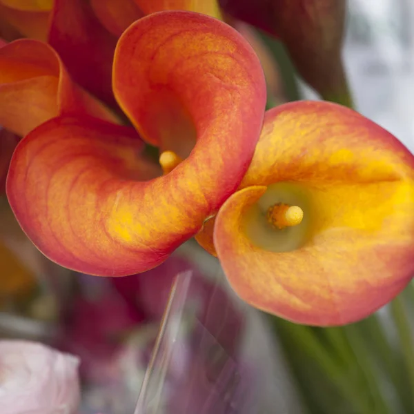 Цветок оранжевой лилии и частичного листа — стоковое фото