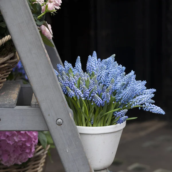 Çiçekçi dükkanı yakınındaki Satılık merdivenlerde mavi muscari — Stok fotoğraf