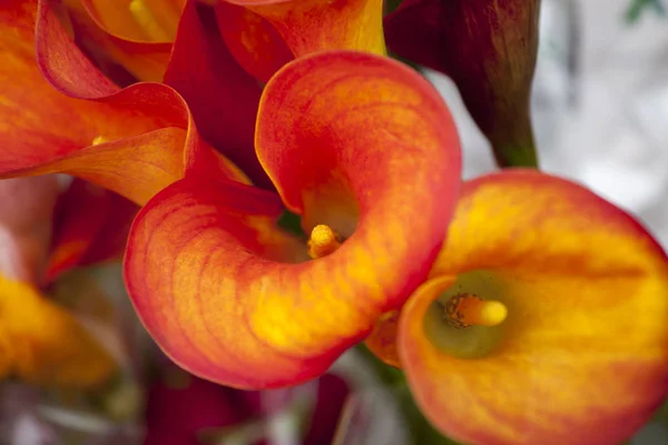 Flower of an orange calla lily and partial leaf — Stock Photo, Image