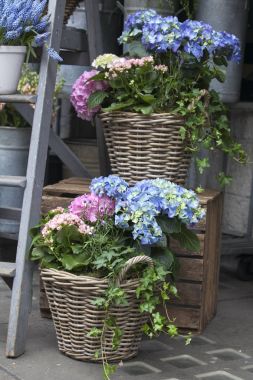 Hasır sepet pembe ve mavi ortanca, kırmızı aranjmani ve Ivy ile evin girişinde süslüyor