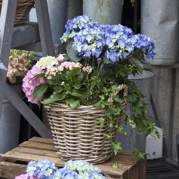 Cestas de mimbre con hortensias rosadas y azules, Kalanchoe rojo e hiedra adornan la entrada de la casa — Foto de Stock