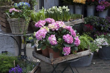 evin girişinde bir pembe ve mavi ortanca, kırmızı aranjmani ve Ivy ile hasır sepetleri süslüyor
