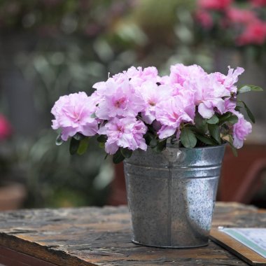 Hint kafede tablosunun bir dekorasyon olarak pota Saksılı bitki çiçekli açelya (Rhododendron simsii),