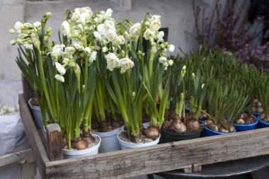 Ahşap kutusunda süsleme olarak tencerede beyaz nergis
